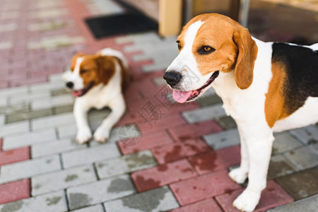 埃帕格努尔布雷顿列塔尼斯帕埃尔和比格犬两只猎躺在房子旁边的冷砖人行道阴影下峡谷背景埃帕格努尔布雷顿列塔尼斯帕尔和比格狗两只猎犬躺图片