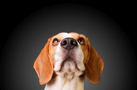 美丽的beagle狗在黑色背景中被孤立工作室拍摄向上看头部拍摄工作室头部图片
