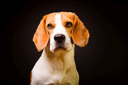 美丽的beagle狗被隔离在黑色背景工作室拍摄图片