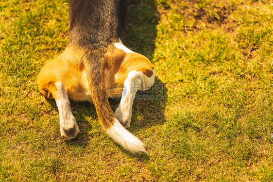 在后院的草地上从角看狗的后腿和尾巴向右复制空间在后院的草地上从角看狗的后腿和尾巴图片