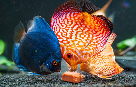 在水族馆里吃牛心肉方块在鱼上喂食的水族馆里多彩鱼图片