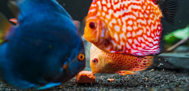 在水族馆里吃牛心肉方块在鱼上喂食的水族馆里多彩鱼图片