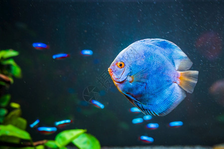 水族馆的蓝鱼淡水族概念复制空间青鱼太阳水族馆的关闭图片