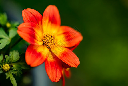 春天美丽的橙色花朵绿的自然背景详细的宏观摄影图片