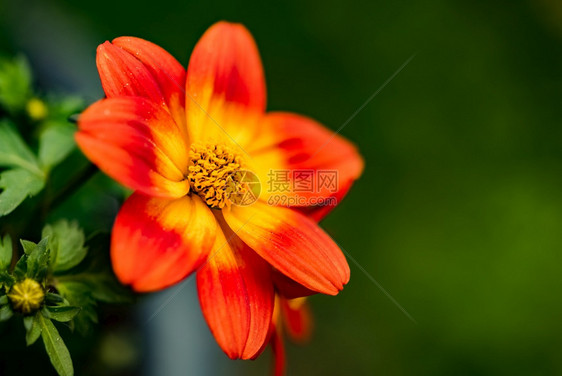 春天美丽的橙色花朵绿的自然背景详细的宏观摄影图片