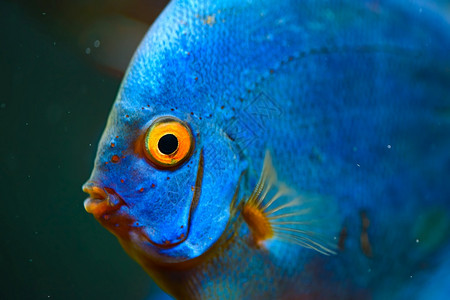 水族馆的蓝鱼淡水族概念青鱼图片