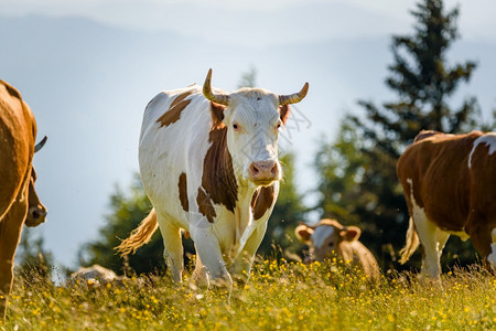 牛群走在自然的阿尔卑斯山上图片