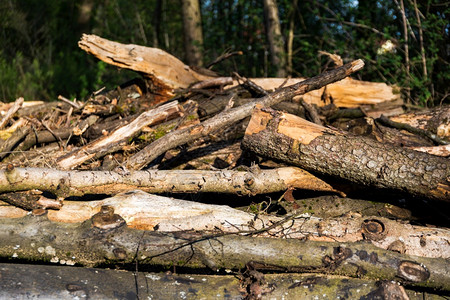 森林里的树木砍伐和森林里的树木砍伐和森林里的树木砍伐图片
