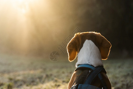 早上在田野猎狗看着森林中的阳光大自然中的狗图片