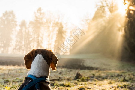 早上在田野猎狗看着森林中的阳光大自然中的狗图片