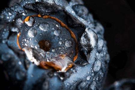 一个蓝莓覆盖了黑色背景上的水滴非常详细的宏观拍摄右侧有复制的空间选择重点一个蓝莓覆盖了黑色背景上的水滴非常详细的宏观拍摄图片
