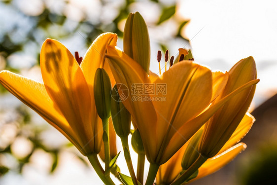 黄色的麦当劳花百合带天然芽子的自背景细化的子太阳中细化的子选择焦点黄色麦当劳花图片