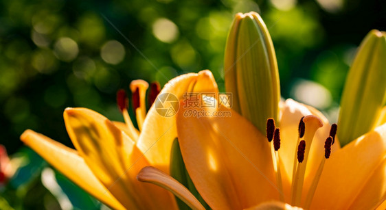 黄色的麦当劳花百合带天然芽子的自背景细化的子太阳中细化的子选择焦点黄色麦当劳花图片