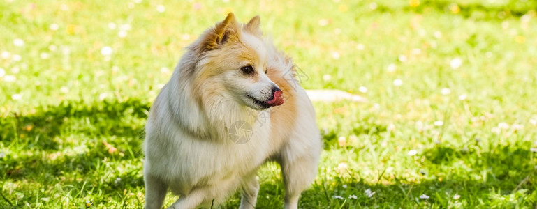 德国史匹兹狗肖像阳光明媚的波美拉尼狗花园的小德国史皮兹肖像图片