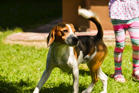 Beagle狗活草坪有儿童在户外玩耍狗活草坪有儿童图片