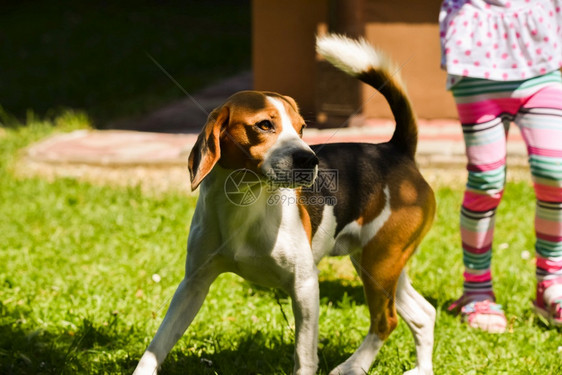 Beagle狗活草坪有儿童在户外玩耍狗活草坪有儿童图片