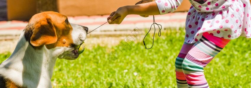 快乐女孩在草坪上玩贝格尔狗积极拉拖快乐女孩在草坪上玩比格尔狗图片