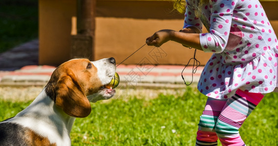 快乐女孩在草坪上玩贝格尔狗积极拉拖快乐女孩在草坪上玩比格尔狗图片