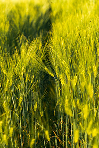 春季的田野绿色小麦选择焦点浅度的DOF背景幼苗黑麦农业概念春季的绿度小麦选择焦点浅度的DOF背景图片