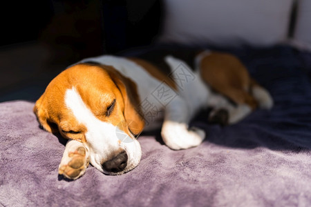 Beagle狗在阳光下睡沙发上狗的背景在阳光下睡沙发上图片