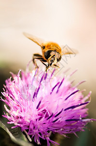 紫花朵收集粉上的小黄蜂垂直背景紫花收集粉上的小黄蜂家庭成员昆虫图片