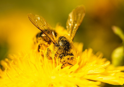 蜜蜂被黄色花粉覆盖从dandelion花朵中收集蜜对环境生态可持续很重要复制空间对环境生态可持续很重要图片