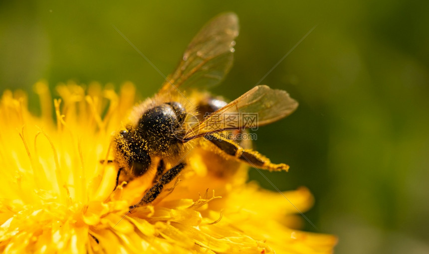蜜蜂被黄色花粉覆盖从dandelion花朵中收集蜜对环境生态可持续很重要复制空间对环境生态可持续很重要图片