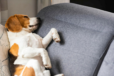 Beagle狗累了睡在舒适的沙发上姿势怪的犬类主题Beagle狗累了睡在舒适的沙发毯子上图片
