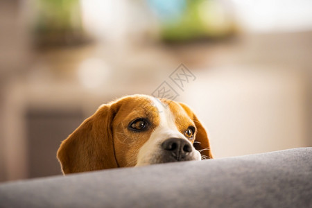 Beagle狗睡着了在有趣的位置上休息美丽的狗肖像睡在沙发上休息的头部室内背景睡在沙发上休息的头部图片