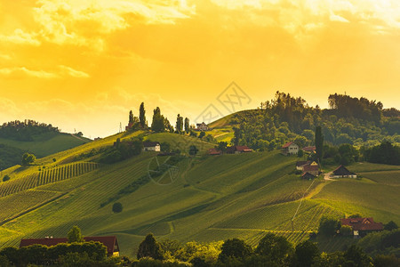 南施蒂里亚葡萄园的美丽日落白葡萄酒的著名地方葡萄酒的背景图片
