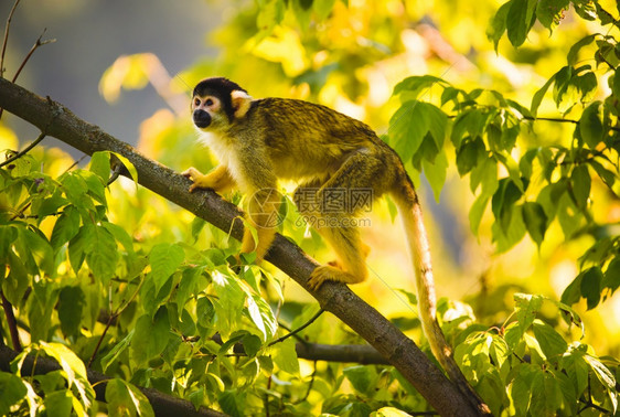 斯塔本贝格蒂尔帕克一棵树上的黑顶松鼠猴斯蒂里亚旅游景点和家庭场所斯塔本贝格蒂尔帕克一棵树上的黑顶松鼠猴图片