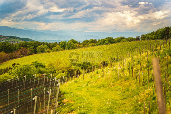 奥地利的春葡萄园南施蒂里亚的莱布尼茨地区葡萄酒国托斯卡纳等地和著名的旅游点葡萄酒国图片