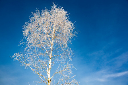 冬季蓝天背景的白霜冻树冬天的枝上白霜冬天空背景树枝上冻图片