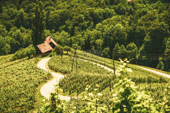 夏季斯洛文尼亚著名的红心制成酒路心形式HerzellStrasse夏季葡萄园Spinnik夏季的HerzellStrasse葡萄图片
