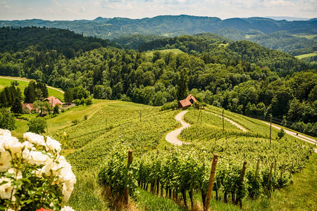 奥地利斯洛文尼亚夏季著名的红心制酒道路脏形式HerzellStrasse夏季的葡萄园斯皮尼克旅游点奥地利著名的红心制酒道路斯洛文图片