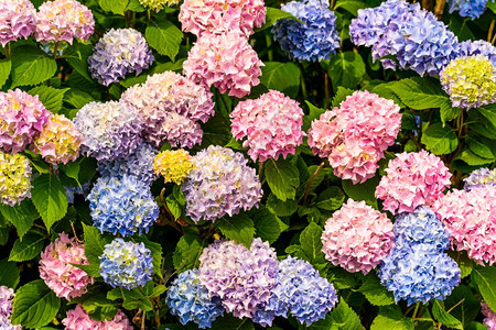 一束五颜六色的花在花园的粉蓝黄绿色背景下一束五颜六色的花背景图片