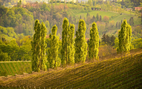 Styria南部的葡萄酒街区国旅游目的地绿色山丘和葡萄作物太阳下的五朵花葡萄酒街南区国图片