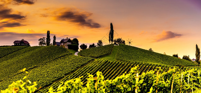 奥地利南方色雷斯旅行目的地葡萄情人旅游点日落风景图片