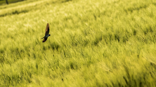 鸟儿飞越奥地利小麦田燕子飞越小麦田背景图片