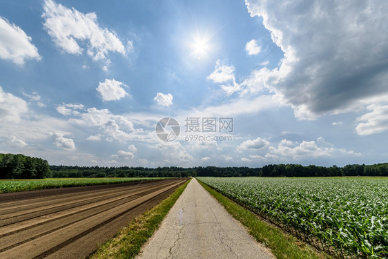 绿玉米田和蓝天空布满了部分白云的局图片