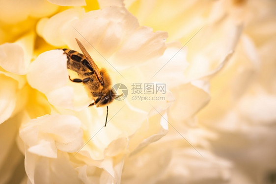 蜜蜂在亮白黄花朵上的蜜在工作的近距离蜜蜂在工作的近花朵在工作的近自然生态系统概念蜜蜂在亮白黄花上的近距离蜜蜂在工作的近距离花朵在图片