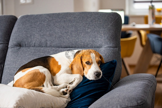 Beagle狗累了睡在一个舒适的沙发上身处寒风之中狗的背景主题Beagle狗累了睡在舒适的沙发上身处寒风之中图片