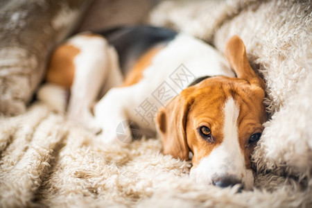 Beagle狗累了睡在一个舒适的沙发上有趣位置狗背景主题图片