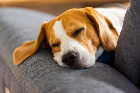 Beagle狗累了睡在一个舒适的沙发上有趣位置狗背景主题图片