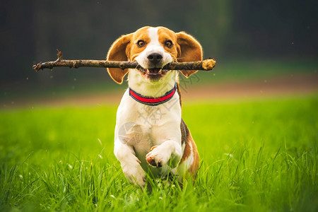 Beagle狗在春奔向摄像头的绿地快乐活跃的狗在自然界捕捉狗在春季奔向摄像头的绿地狗在春季奔向绿地的图片