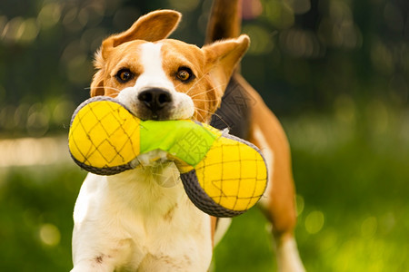 Tricolorbeagle狗抓着一个撕裂的玩具跑向相机在后院快乐的猎犬在阳光明媚的白天在绿草上寻欢作乐Tricolorbeag图片