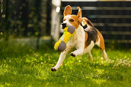 Tricolorbeagle狗抓着一个撕裂的玩具跑向相机在后院快乐的猎犬在阳光明媚的白天在绿草上寻欢作乐Tricolorbeag图片