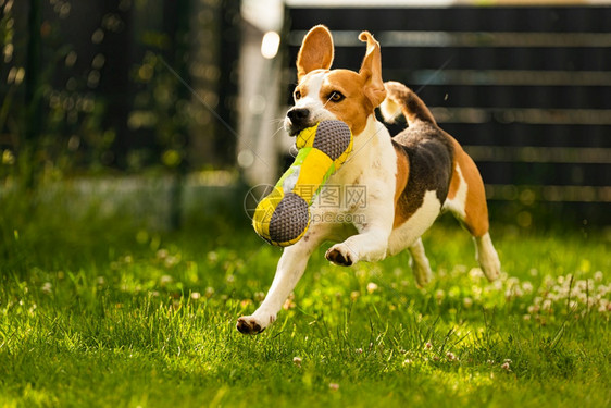 Tricolorbeagle狗抓着一个撕裂的玩具跑向相机在后院快乐的猎犬在阳光明媚的白天在绿草上寻欢作乐Tricolorbeag图片