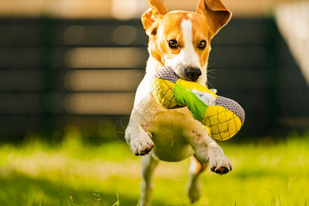 Tricolorbeagle狗抓着一个撕裂的玩具跑向相机在后院快乐的猎犬在阳光明媚的白天在绿草上寻欢作乐Tricolorbeag图片