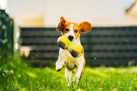 Tricolorbeagle狗抓着一个撕裂的玩具跑向相机在后院快乐的猎犬在阳光明媚的白天在绿草上寻欢作乐Tricolorbeag图片